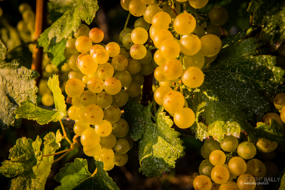 23092013_lavaux_vignes_vincentbailly-1