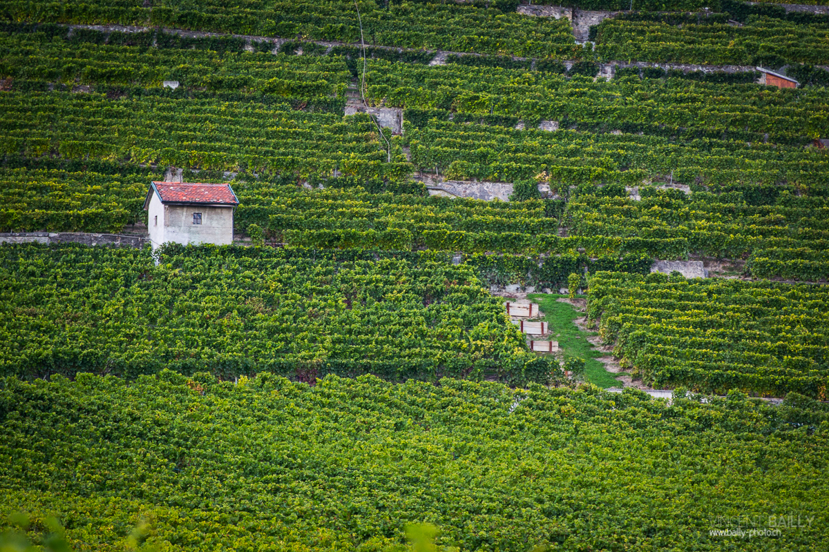 23092013_lavaux_vignes_vincentbailly-10