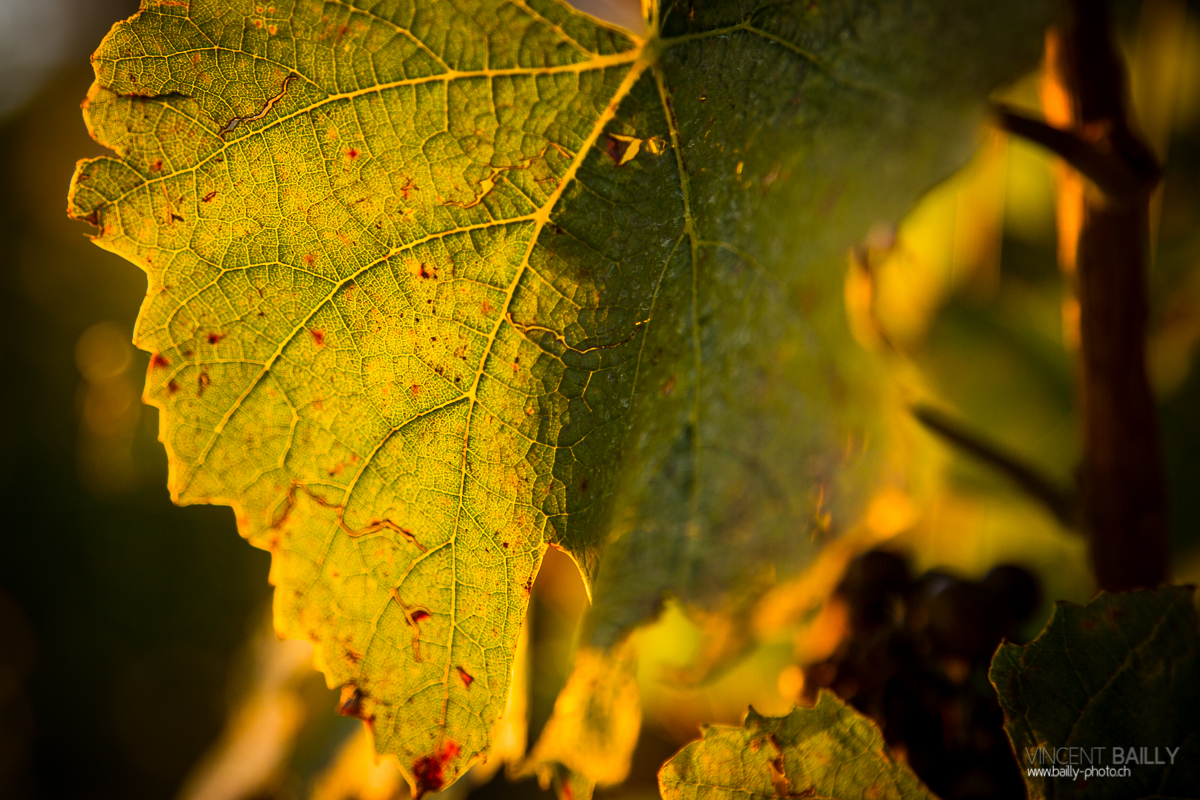 23092013_lavaux_vignes_vincentbailly-11