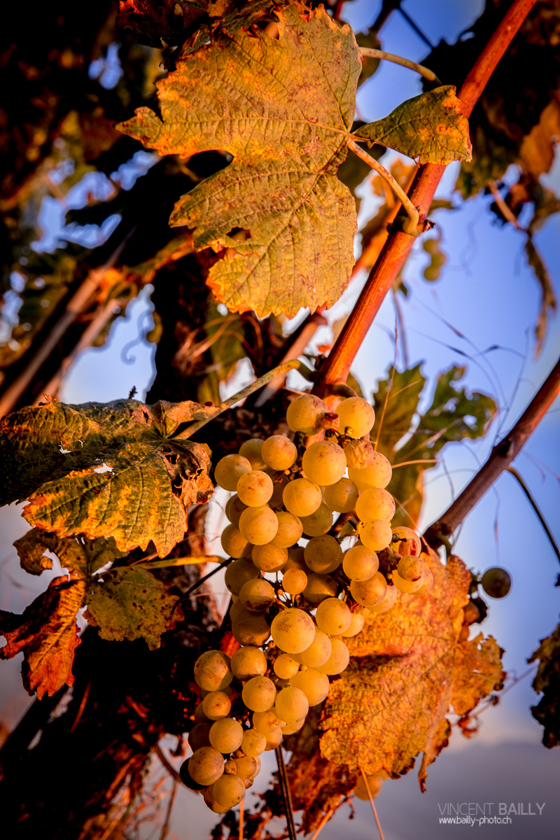 23092013_lavaux_vignes_vincentbailly-12