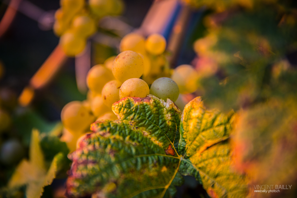 23092013_lavaux_vignes_vincentbailly-13