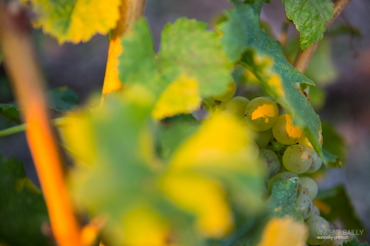 23092013_lavaux_vignes_vincentbailly-14