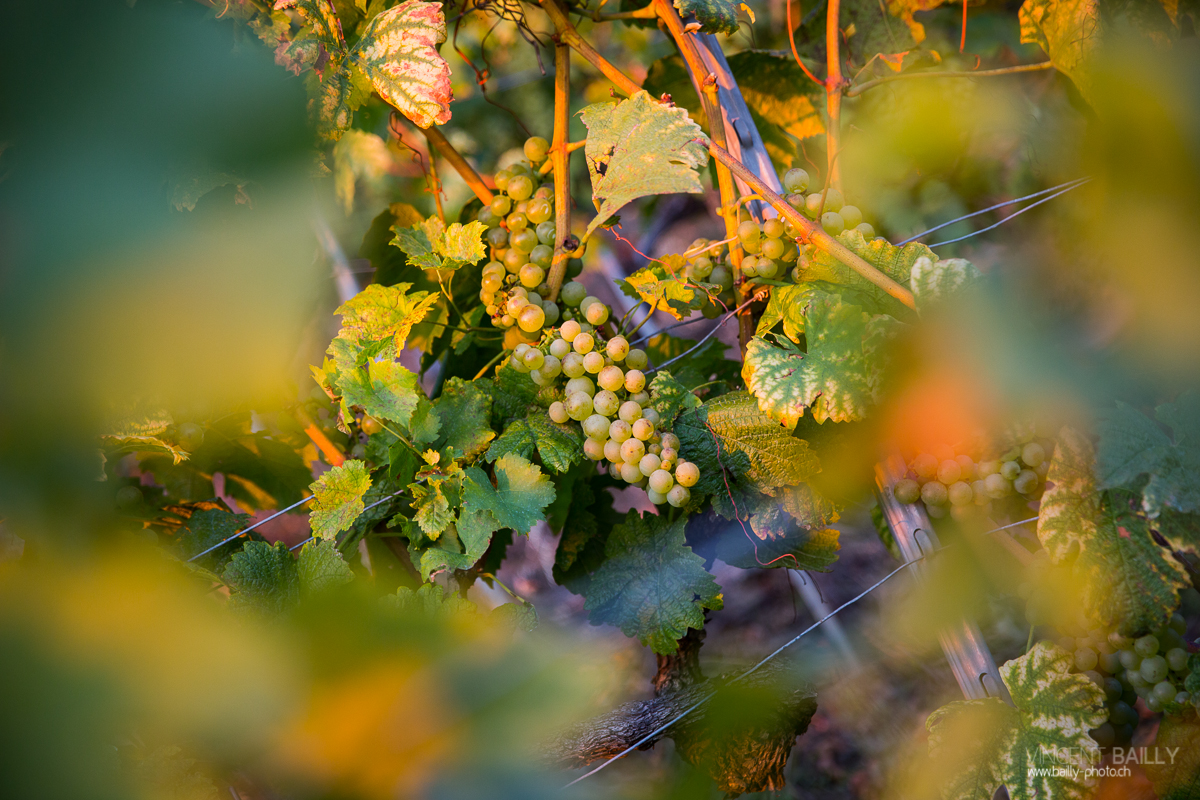 23092013_lavaux_vignes_vincentbailly-15