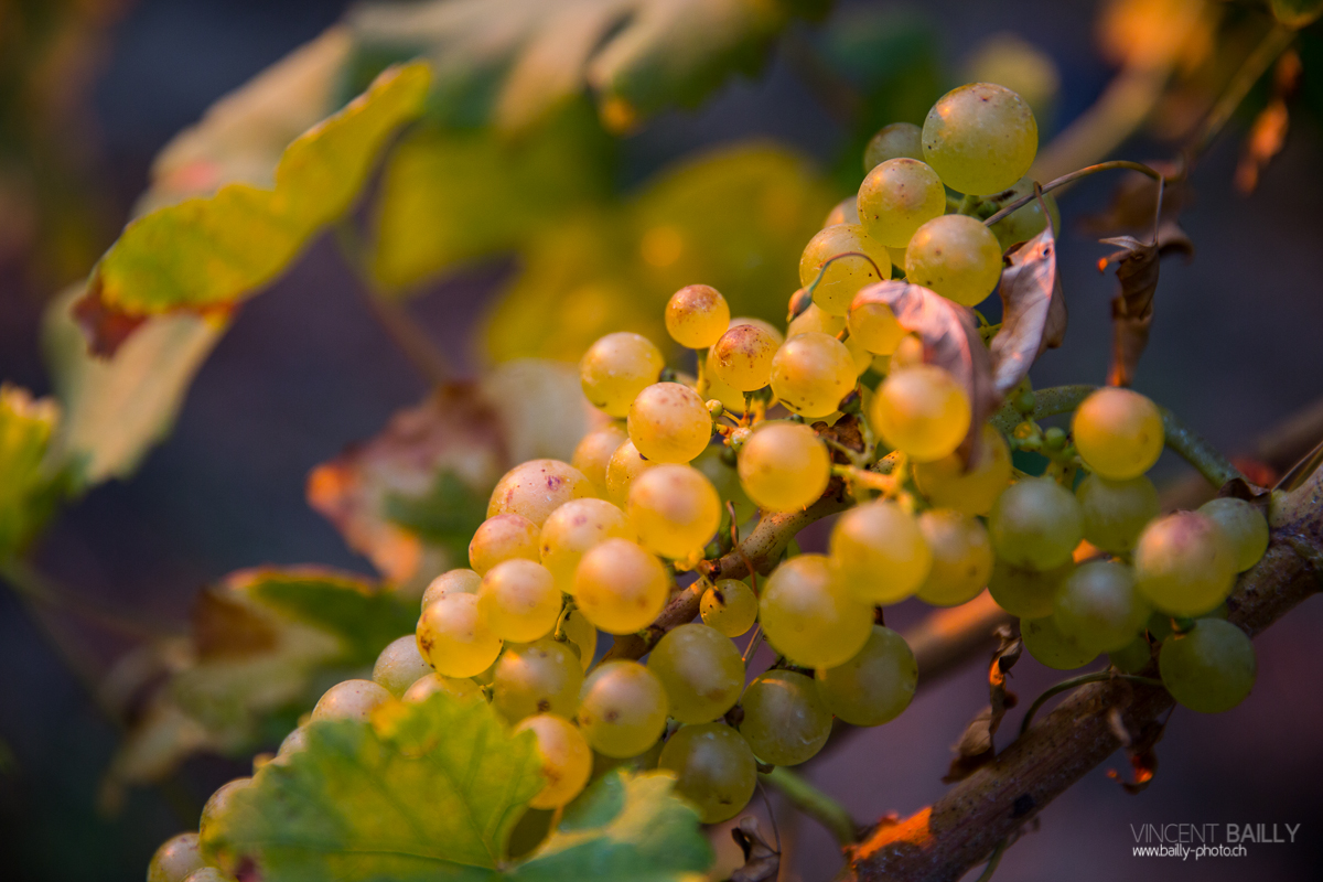 23092013_lavaux_vignes_vincentbailly-16