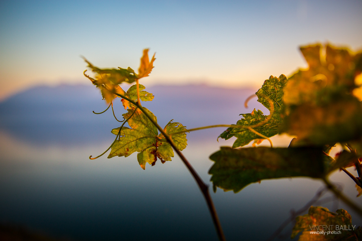 23092013_lavaux_vignes_vincentbailly-17