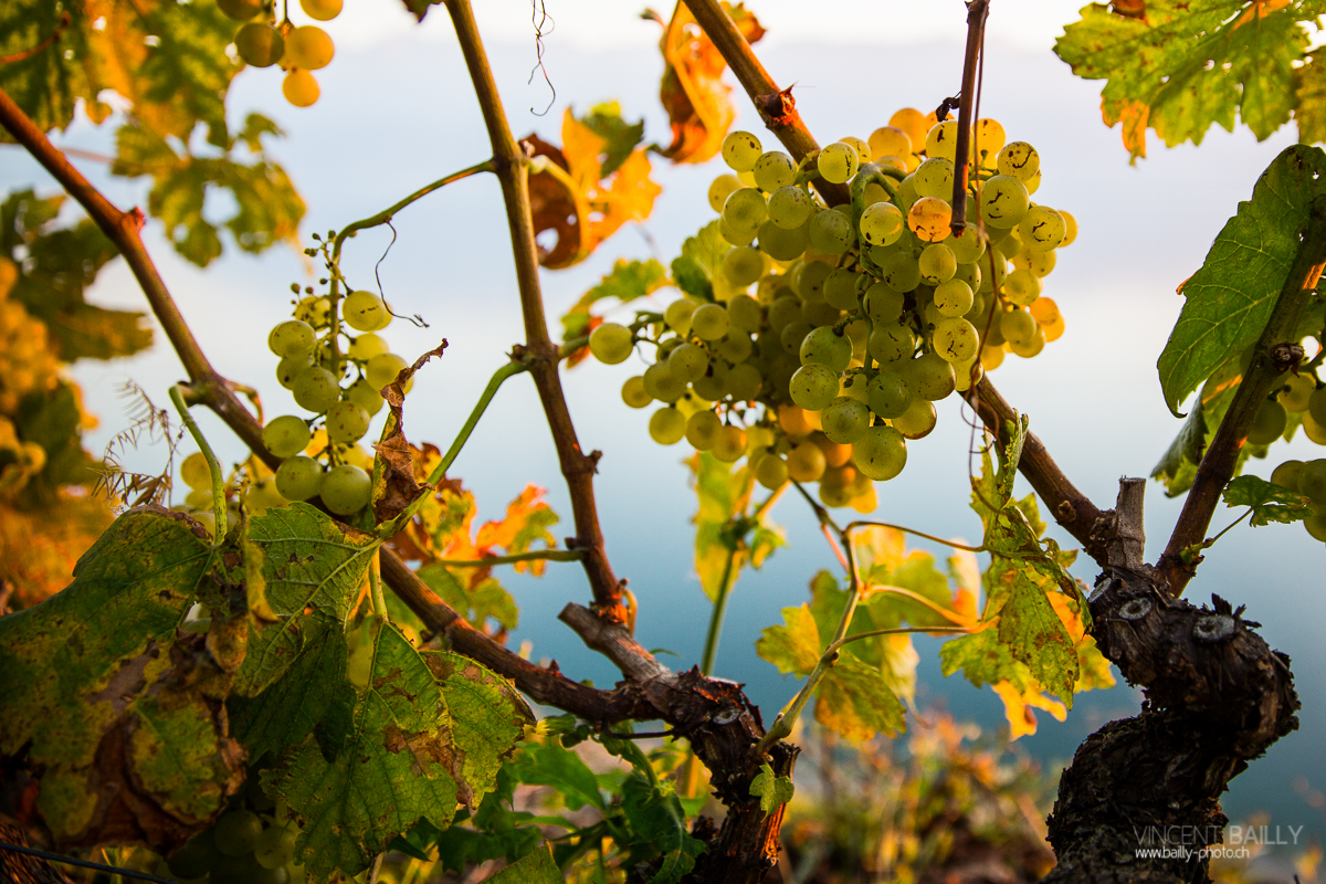 23092013_lavaux_vignes_vincentbailly-18