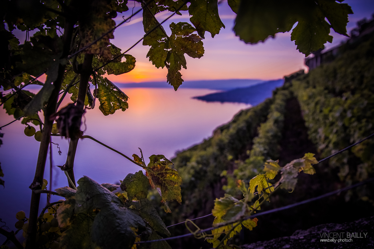 23092013_lavaux_vignes_vincentbailly-19