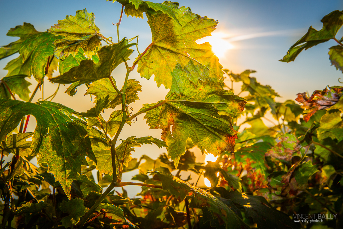 23092013_lavaux_vignes_vincentbailly-2