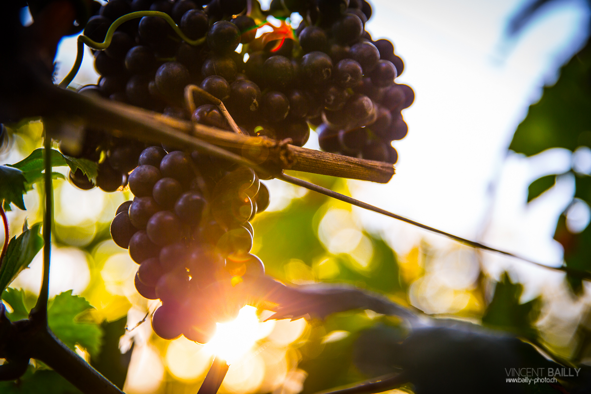 23092013_lavaux_vignes_vincentbailly-3