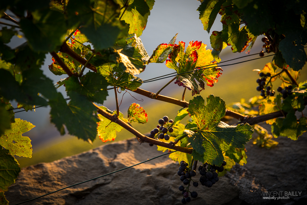 23092013_lavaux_vignes_vincentbailly-5