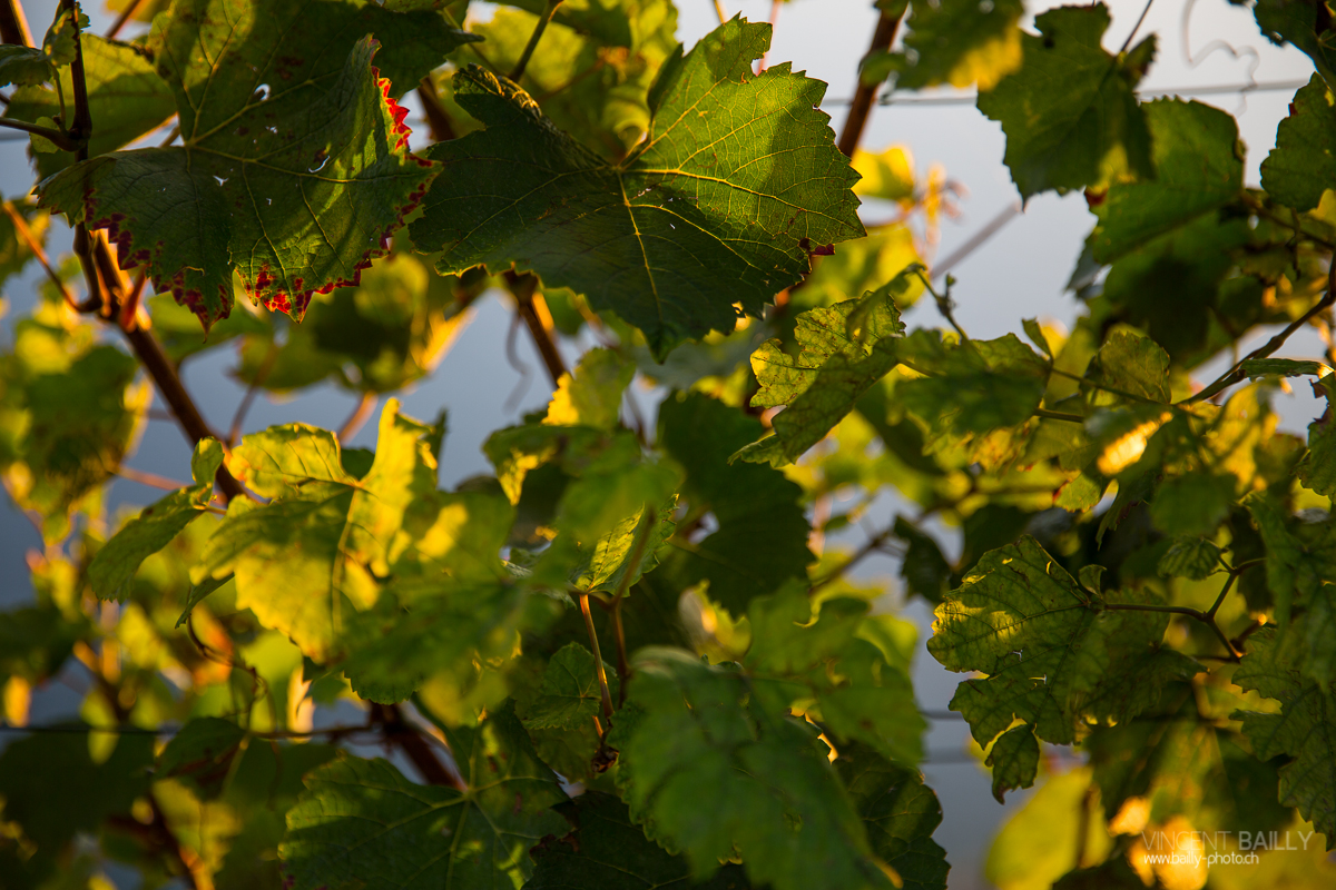 23092013_lavaux_vignes_vincentbailly-6