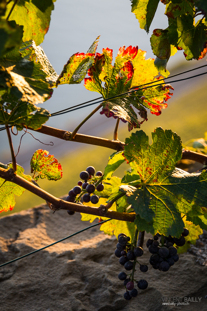 23092013_lavaux_vignes_vincentbailly-8