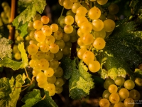 23092013_lavaux_vignes_vincentbailly-1