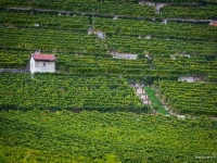 23092013_lavaux_vignes_vincentbailly-10