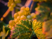 23092013_lavaux_vignes_vincentbailly-13