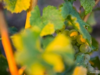 23092013_lavaux_vignes_vincentbailly-14