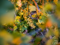 23092013_lavaux_vignes_vincentbailly-15