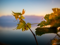 23092013_lavaux_vignes_vincentbailly-17