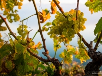 23092013_lavaux_vignes_vincentbailly-18