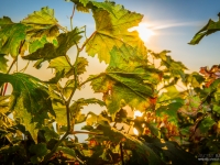 23092013_lavaux_vignes_vincentbailly-2