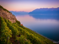 23092013_lavaux_vignes_vincentbailly-20