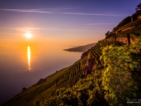 23092013_lavaux_vignes_vincentbailly-4