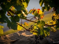 23092013_lavaux_vignes_vincentbailly-5