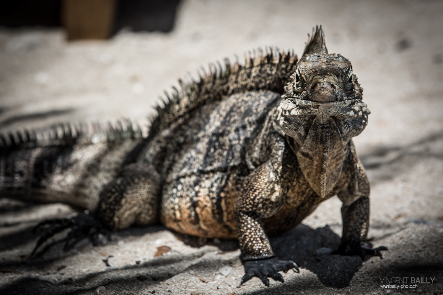 cuba2014_vb_islaiguanas-4