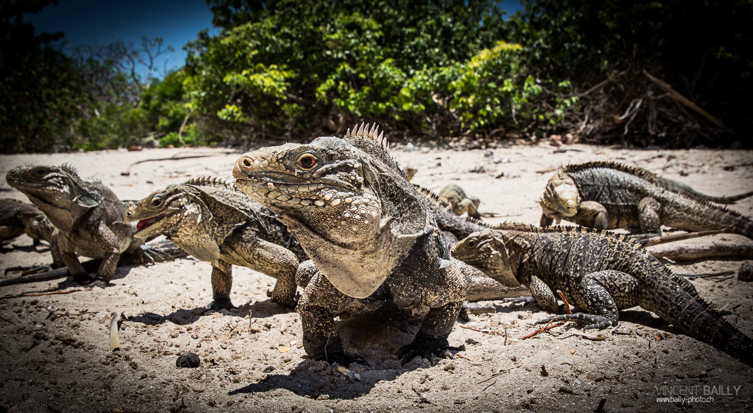 cuba2014_vb_islaiguanas-5