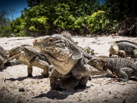 cuba2014_vb_islaiguanas-5