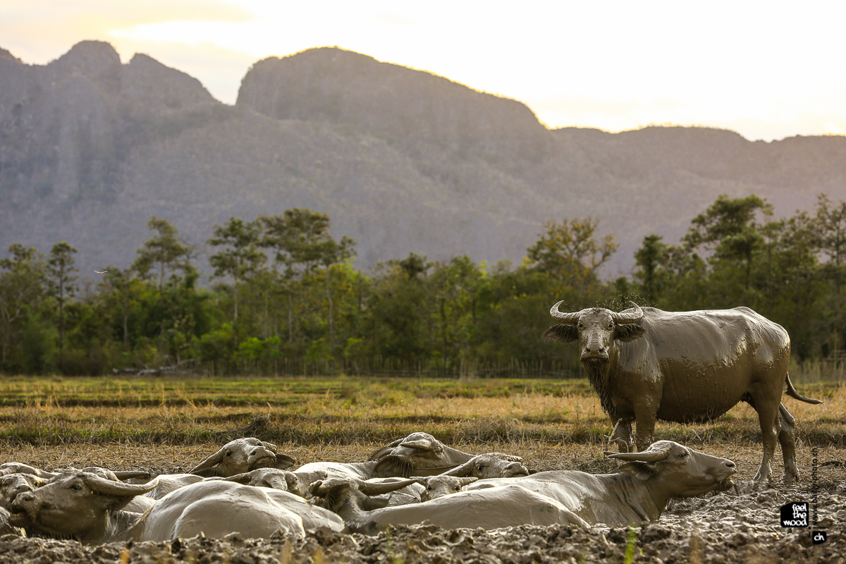 laos_2012_landscapes-57