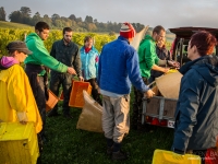 vendanges2013_slideshow_vincentbailly-1