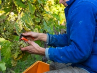 vendanges2013_slideshow_vincentbailly-10