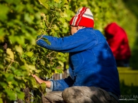 vendanges2013_slideshow_vincentbailly-11