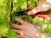 vendanges2013_slideshow_vincentbailly-12