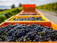 vendanges2013_slideshow_vincentbailly-14