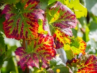 vendanges2013_slideshow_vincentbailly-17