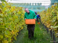 vendanges2013_slideshow_vincentbailly-18