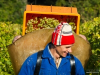 vendanges2013_slideshow_vincentbailly-19