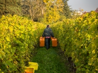 vendanges2013_slideshow_vincentbailly-2