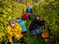 vendanges2013_slideshow_vincentbailly-20