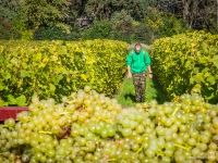 vendanges2013_slideshow_vincentbailly-21