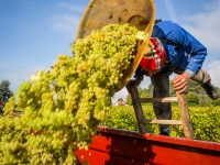 vendanges2013_slideshow_vincentbailly-23