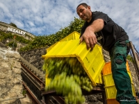 vendanges2013_slideshow_vincentbailly-35