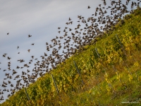 vendanges2013_slideshow_vincentbailly-37