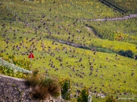 vendanges2013_slideshow_vincentbailly-39