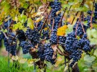 vendanges2013_slideshow_vincentbailly-4