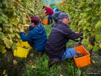 vendanges2013_slideshow_vincentbailly-5