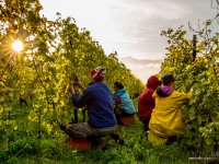 vendanges2013_slideshow_vincentbailly-6