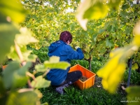 vendanges2013_slideshow_vincentbailly-7